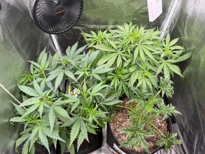 Zamaldelica Auto. Week 4