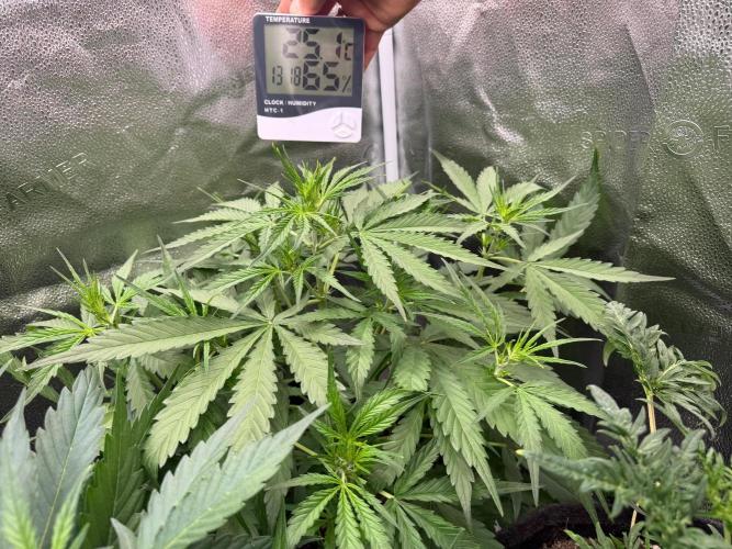 Zamaldelica Auto. Week 4