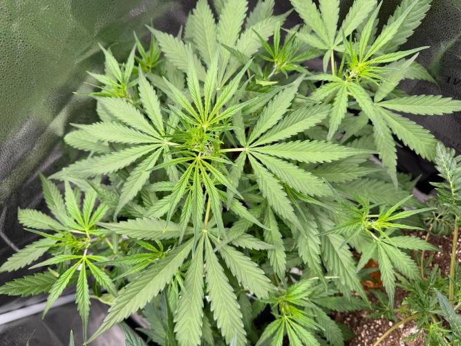 Auto Zamaldelica. Week 4