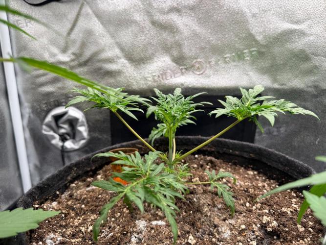 Frosty‘s Auto Freak. Week 4