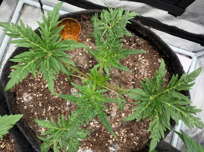 Frosty‘s Auto Freak. Week 4