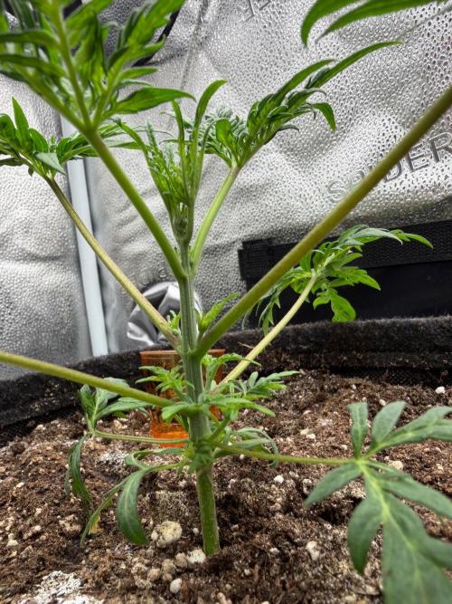Frosty‘s Auto Freak. Week 4
