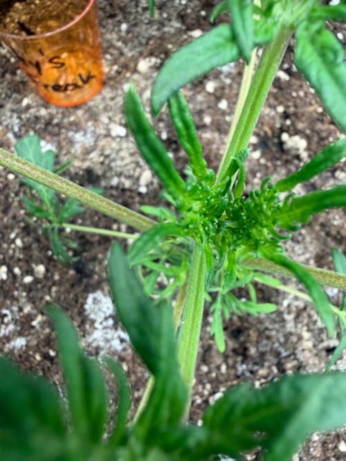 Frosty‘s Auto Freak. Week 4