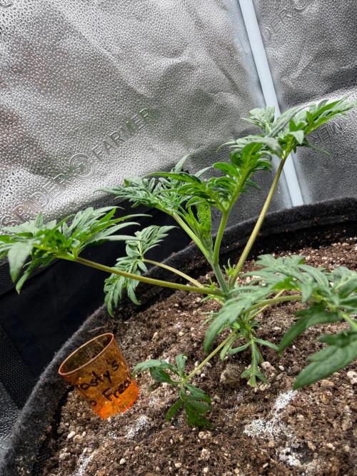 Frosty‘s Auto Freak. Week 4