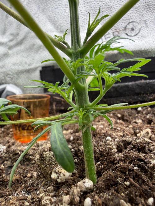 Frosty‘s Auto Freak. Week 4