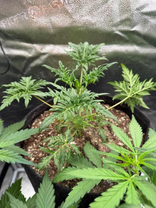 Frosty‘s Auto Freak. Week 4