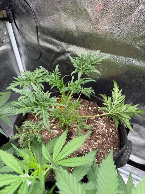 Frosty‘s Auto Freak. Week 4