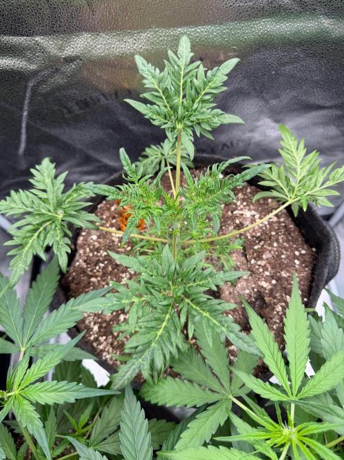 Frosty‘s Auto Freak. Week 4