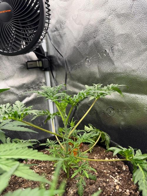 Frosty‘s Auto Freak. Week 4
