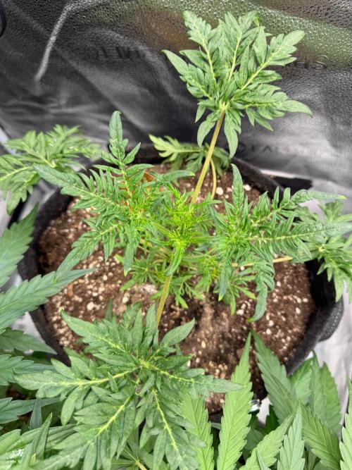 Frosty‘s Auto Freak. Week 4