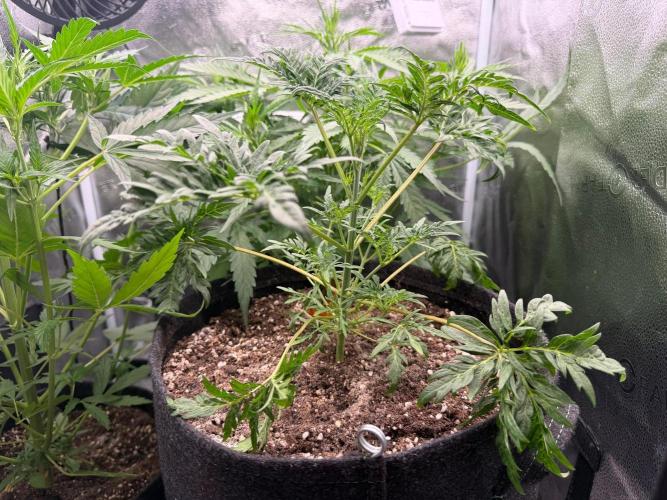 Frosty‘s Auto Freak. Week 4