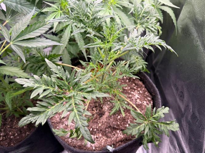 Frosty‘s Auto Freak. Week 4