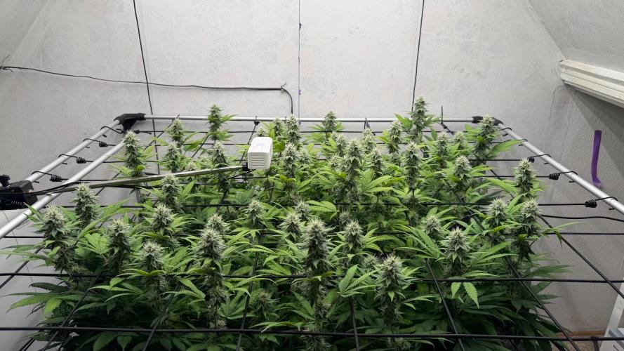 Laughing Buddha | 720W | SCROG. Week 20