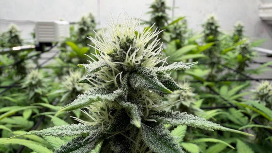 Laughing Buddha | 720W | SCROG. Week 20