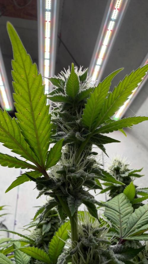 Laughing Buddha | 720W | SCROG. Week 20
