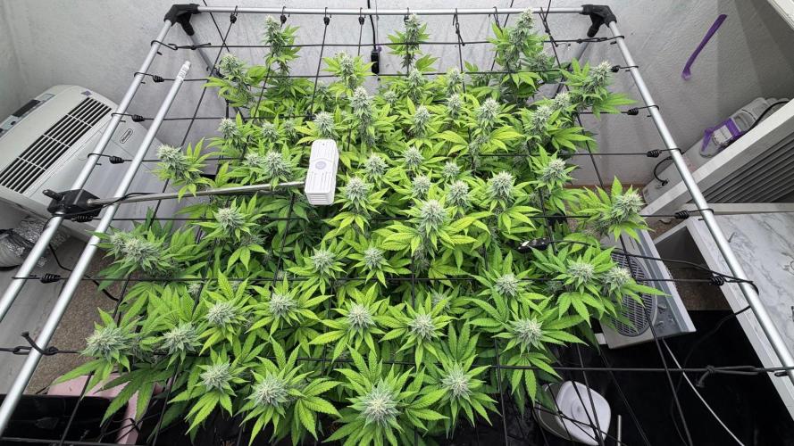 Laughing Buddha | 720W | SCROG. Week 20