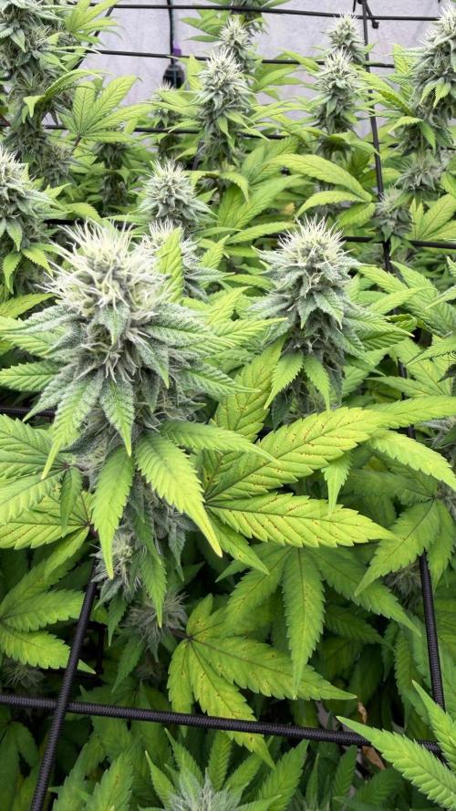 Laughing Buddha | 720W | SCROG. Week 20