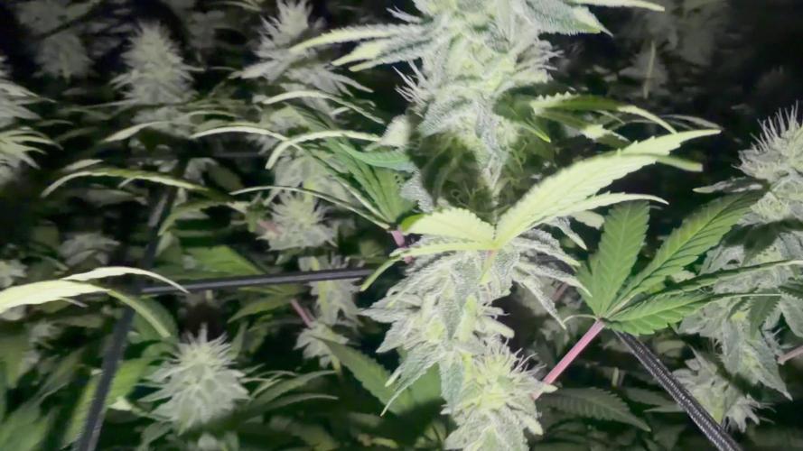 Laughing Buddha | 720W | SCROG
