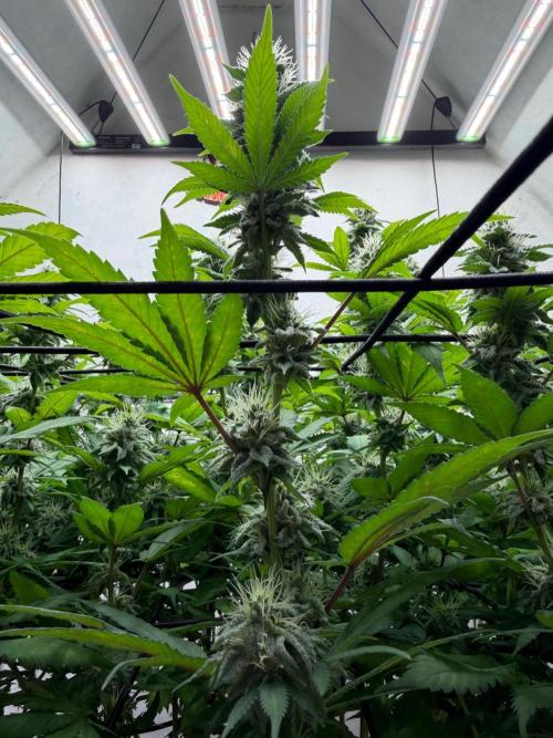 Laughing Buddha | 720W | SCROG. Week 20