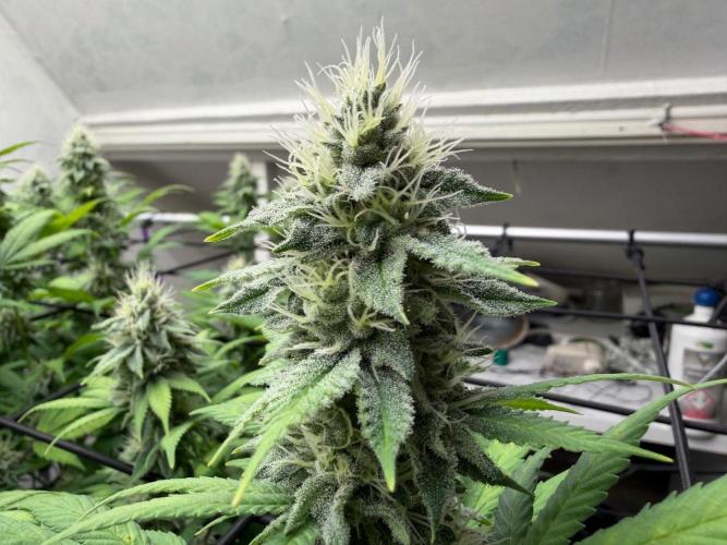 Laughing Buddha | 720W | SCROG. Week 20