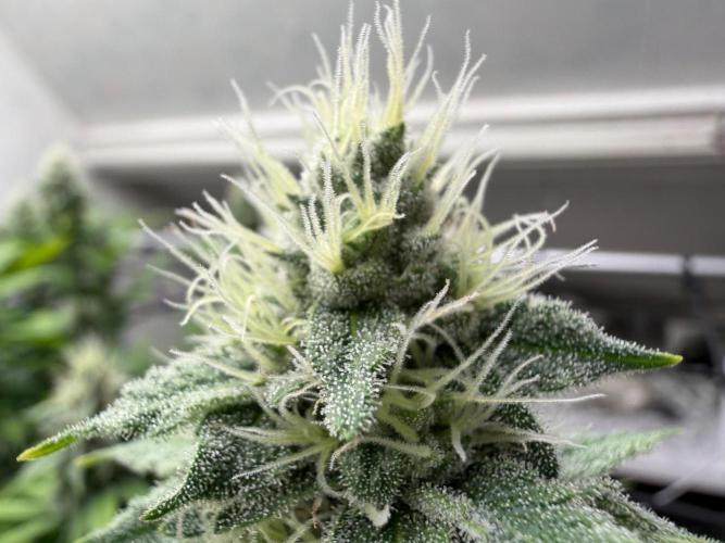 Laughing Buddha | 720W | SCROG. Week 20