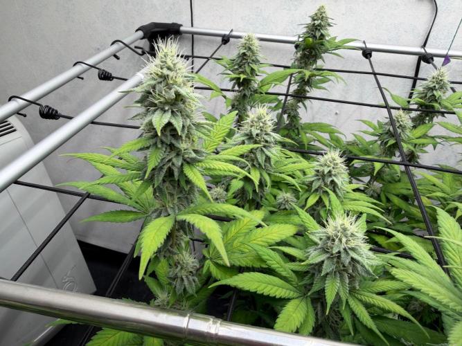Laughing Buddha | 720W | SCROG. Week 20