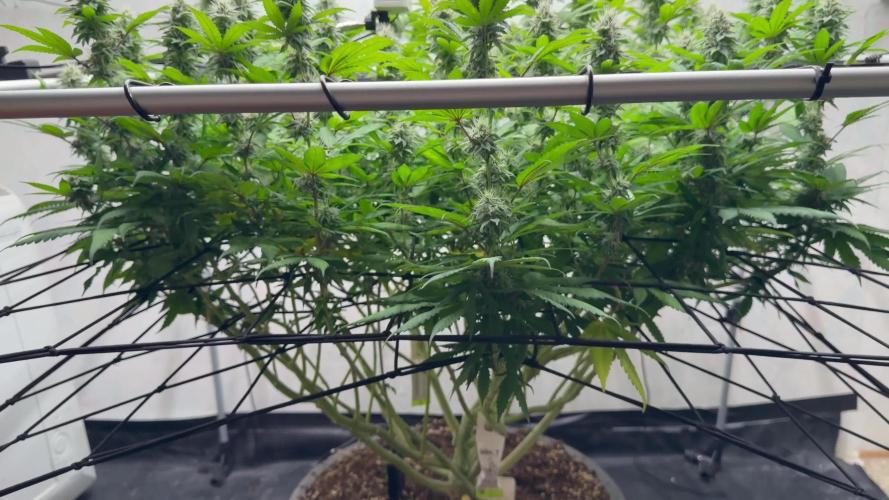 Laughing Buddha | 720W | SCROG