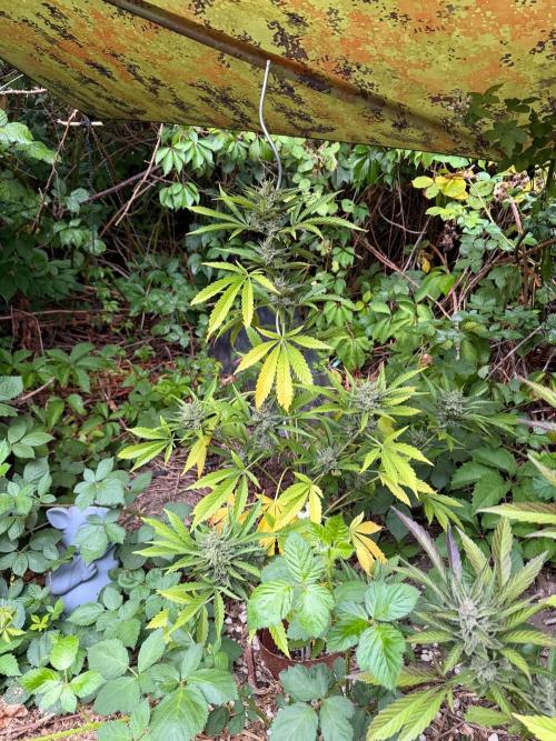 The Hobbit Hole Outdoor Grow 2026. Week 12