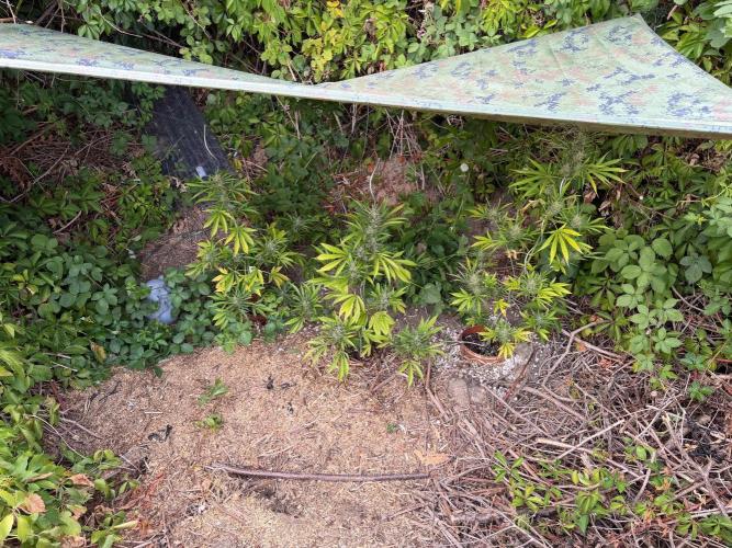 The Hobbit Hole Outdoor Grow 2026. Week 12