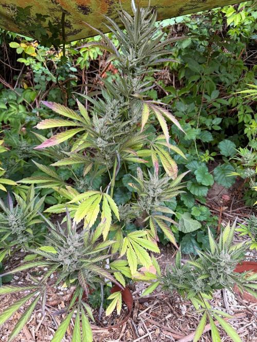 The Hobbit Hole Outdoor Grow 2026. Week 12