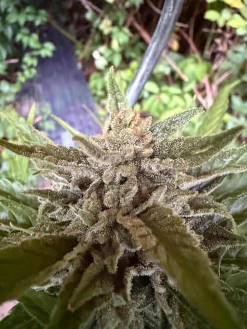 The Hobbit Hole Outdoor Grow 2026. Week 12