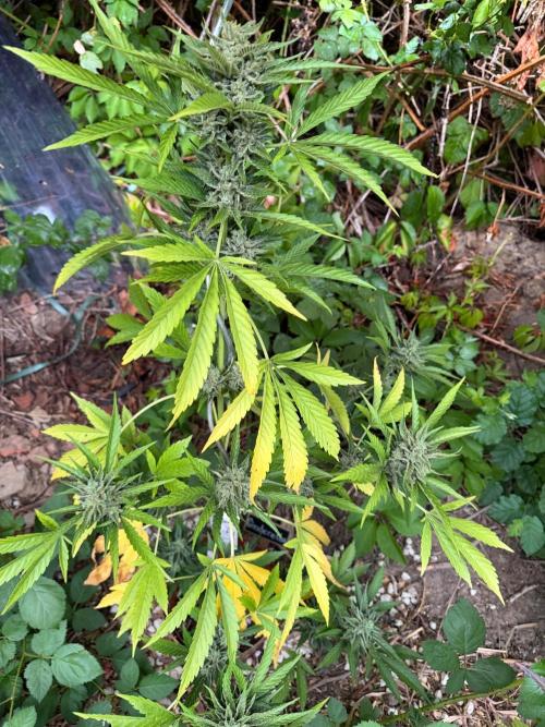 The Hobbit Hole Outdoor Grow 2026. Week 12