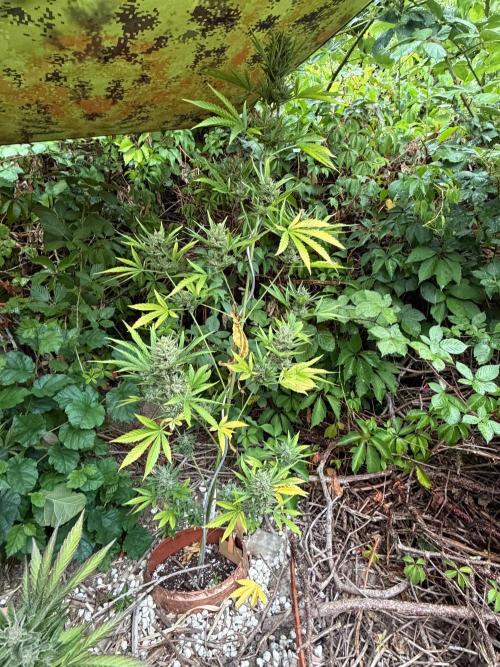 The Hobbit Hole Outdoor Grow 2026. Week 12
