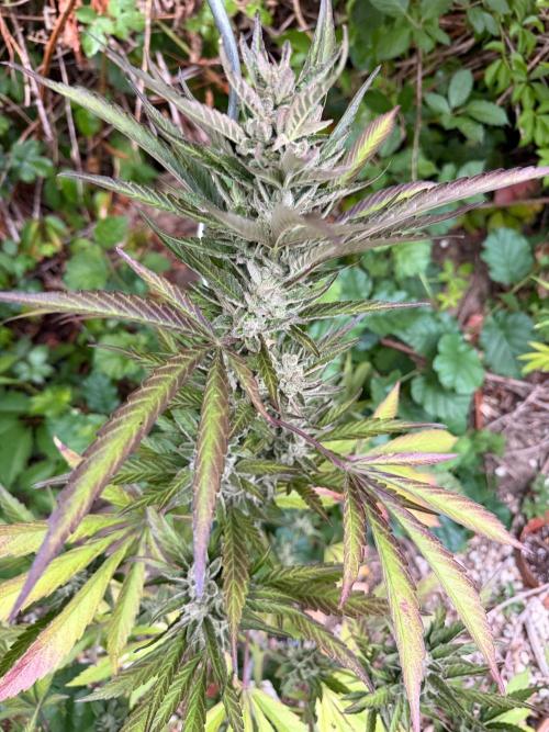 The Hobbit Hole Outdoor Grow 2026. Week 12
