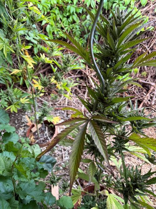 The Hobbit Hole Outdoor Grow 2026. Week 12