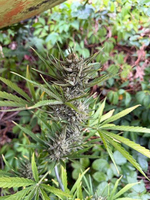 The Hobbit Hole Outdoor Grow 2026. Week 12