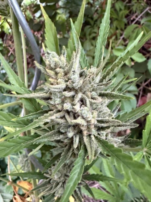 The Hobbit Hole Outdoor Grow 2026. Week 12