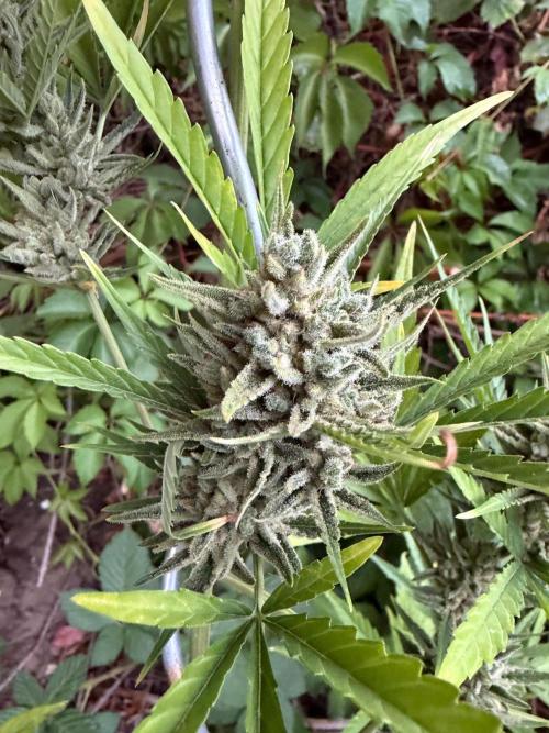 The Hobbit Hole Outdoor Grow 2026. Week 12