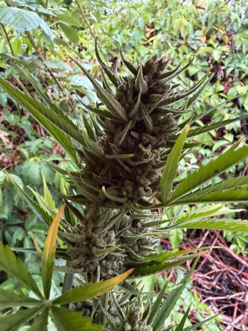 The Hobbit Hole Outdoor Grow 2026. Week 12
