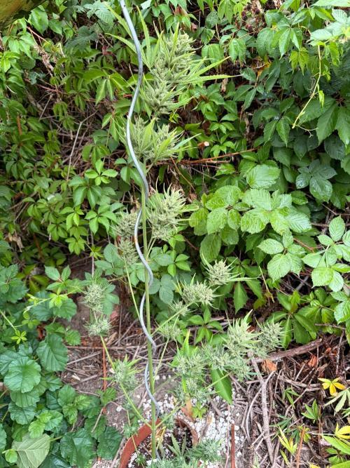 The Hobbit Hole Outdoor Grow 2026. Week 12