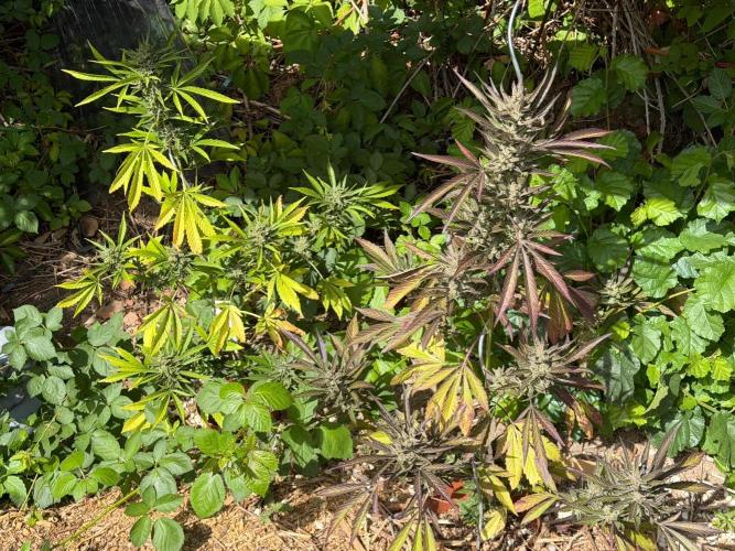 The Hobbit Hole Outdoor Grow 2026. Week 12