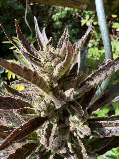 The Hobbit Hole Outdoor Grow 2026. Week 12