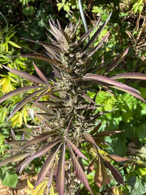 The Hobbit Hole Outdoor Grow 2026. Week 12
