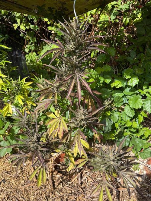 The Hobbit Hole Outdoor Grow 2026. Week 12