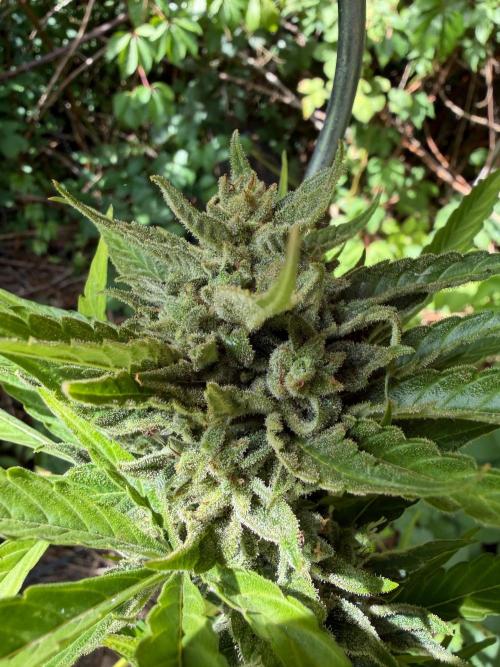The Hobbit Hole Outdoor Grow 2026. Week 12