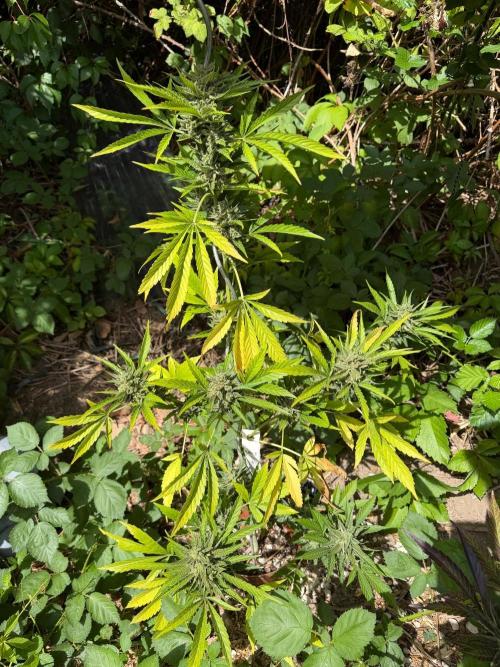 The Hobbit Hole Outdoor Grow 2026. Week 12