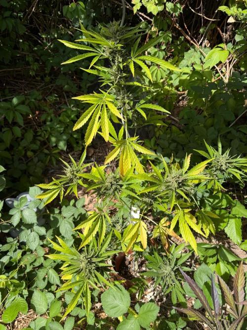 The Hobbit Hole Outdoor Grow 2026. Week 12