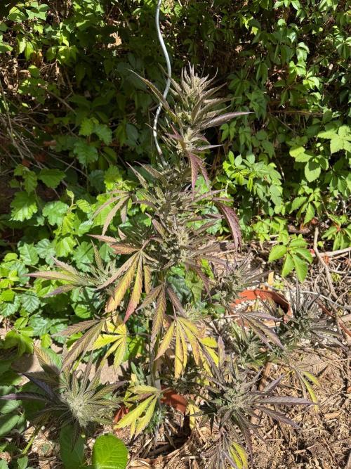 The Hobbit Hole Outdoor Grow 2026. Week 12