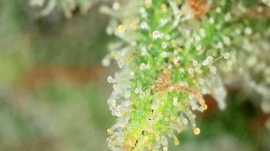 The Hobbit Hole Outdoor Grow 2026. Week 12