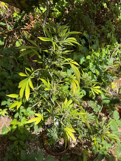 The Hobbit Hole Outdoor Grow 2026. Week 12